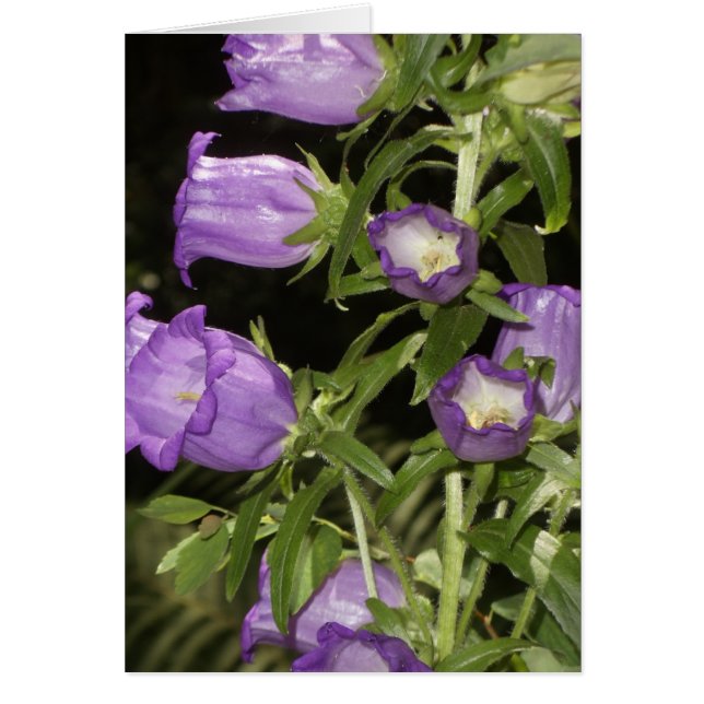 Flores púrpuras de Giverny (Frente)