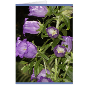 Flores púrpuras de Giverny