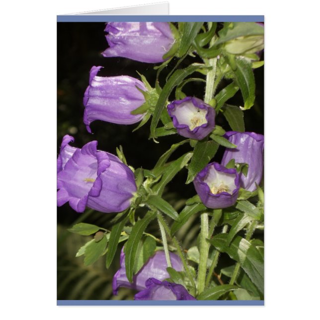 Flores púrpuras de Giverny (Frente)