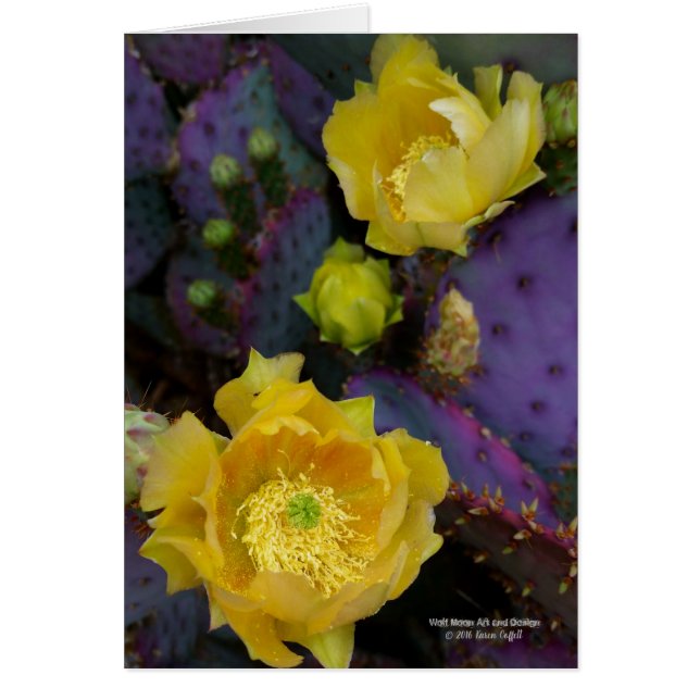 Flores púrpuras del amarillo del cactus de la (Frente)