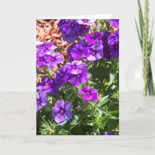 Flores púrpuras en una tarjeta de felicitación en