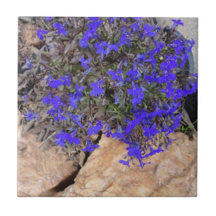 Flores púrpuras entre la teja de las rocas