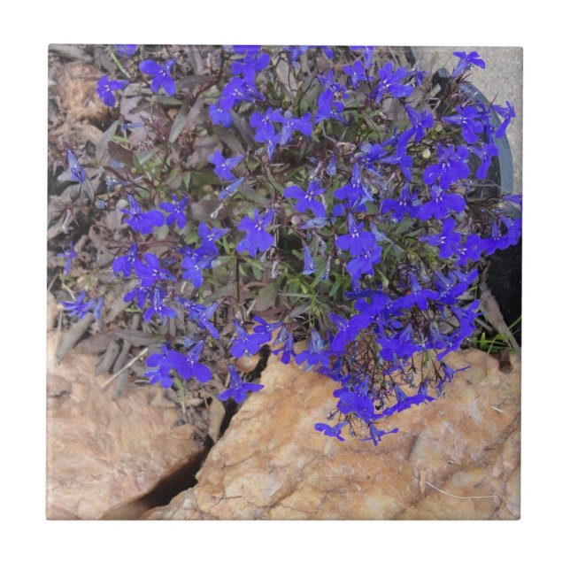 Flores púrpuras entre la teja de las rocas (Frente)