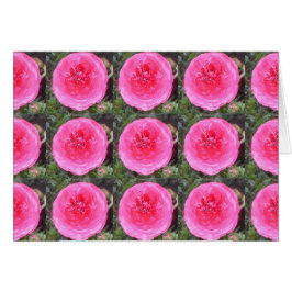 Flores Ranunculus rosadas calientes