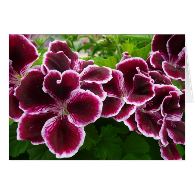 Flores Regal Geranium Elegante Maroon Floral (Anverso (Horizontal))