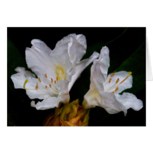 Flores rododendras