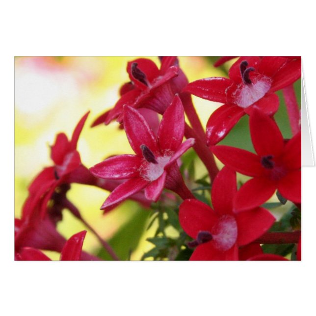 Flores rojas (Anverso (Horizontal))