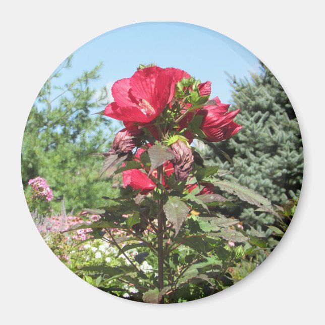 Flores rojas bonitos del imán fotográfico del medi (Frente)