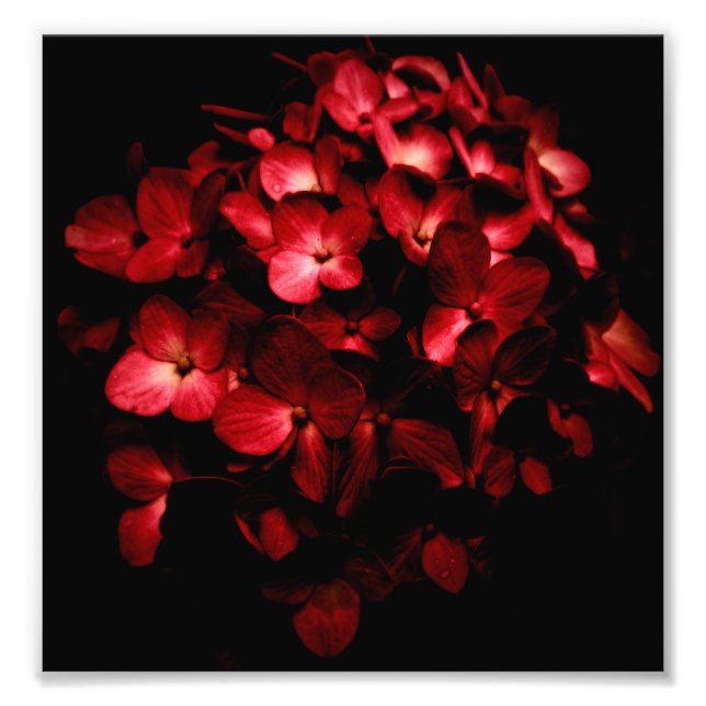 Flores rojas Bouquet en fondo negro foto (Frente)