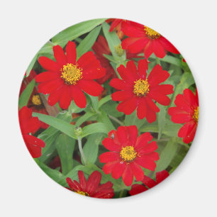 Flores rojas con imán de los Centros Amarillos