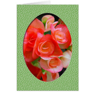 flores rojas de begonia