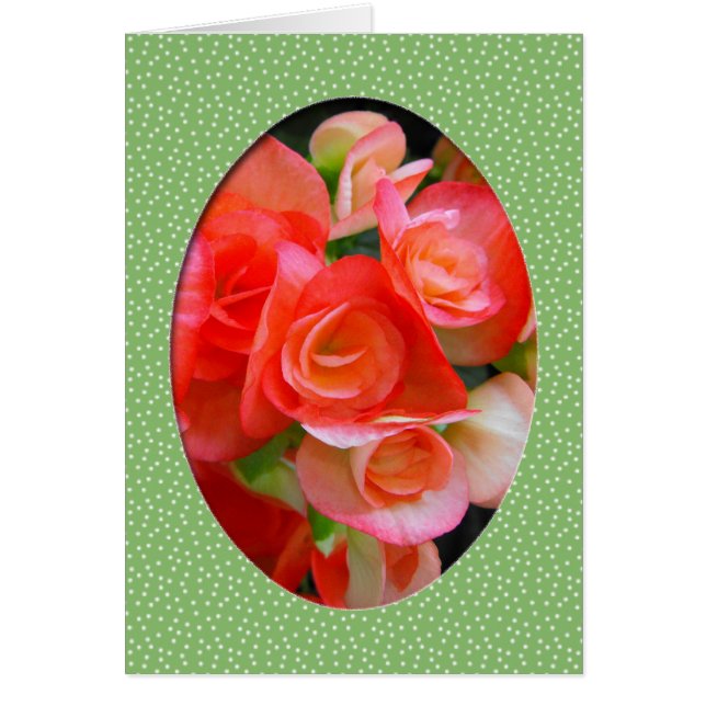 flores rojas de begonia (Frente)