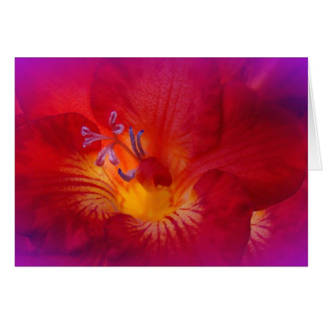 Flores rojas de Freesia (Anverso (Horizontal))