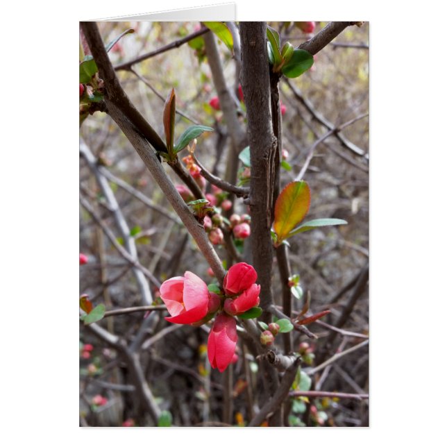flores rojas pequeñas (Frente)