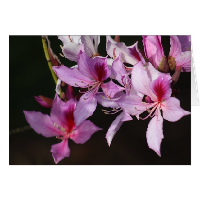 Flores rosadas (Anverso (Horizontal))