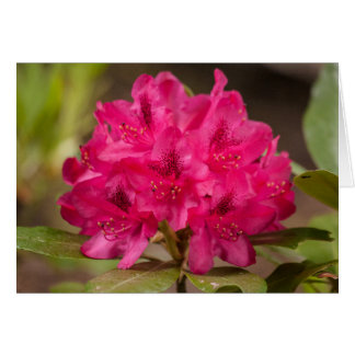 Flores rosadas calientes Rhododendron Personalizad