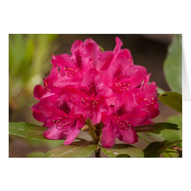 Flores rosadas calientes Rhododendron Personalizad (Anverso (Horizontal))