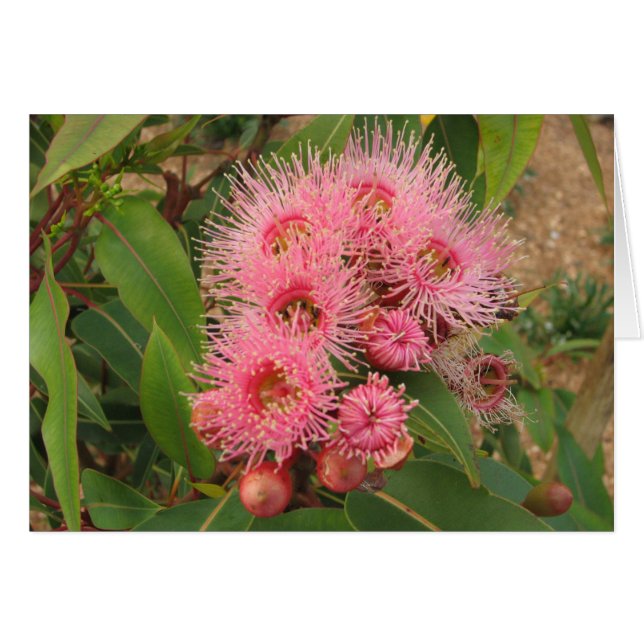 Flores rosadas de la goma (Anverso (Horizontal))