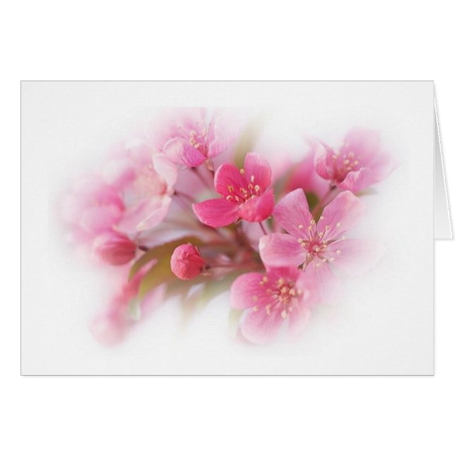 flores rosadas de madera de perro (Anverso (Horizontal))