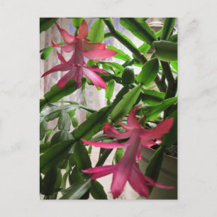 Flores rosadas del cactus de navidad