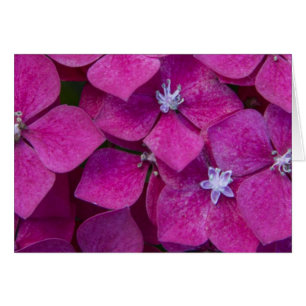 Flores rosadas del Hydrangea