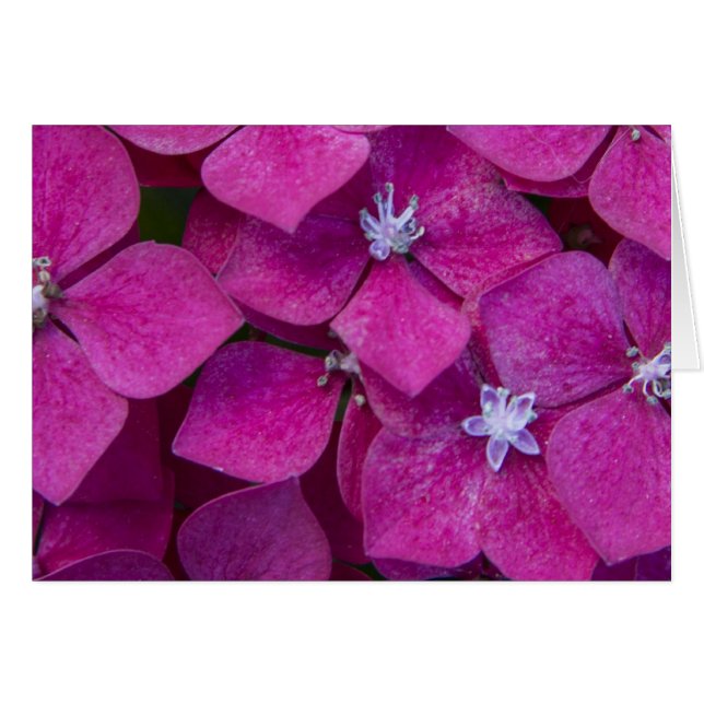 Flores rosadas del Hydrangea (Anverso (Horizontal))