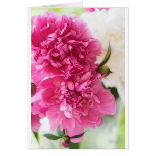 Flores rosadas del Peony