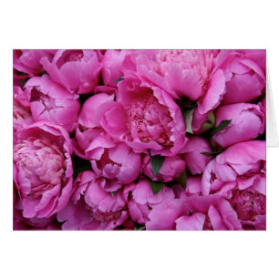 Flores rosadas enormes del Peony