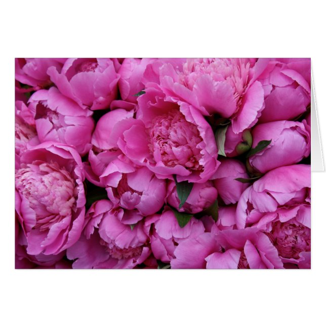 Flores rosadas enormes del Peony (Anverso (Horizontal))