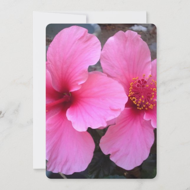 Flores rosadas hibiscus (Anverso)