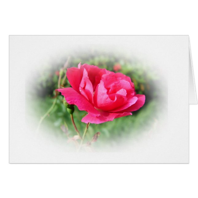 flores rosadas silvestres (Anverso (Horizontal))