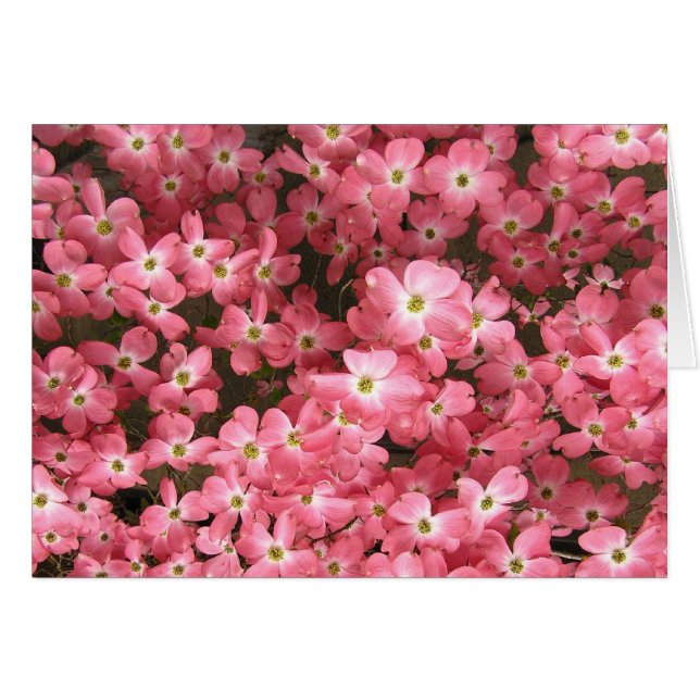 Flores rosados del Dogwood (Anverso (Horizontal))