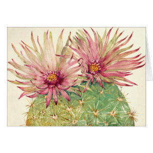 Flores rosas cactus