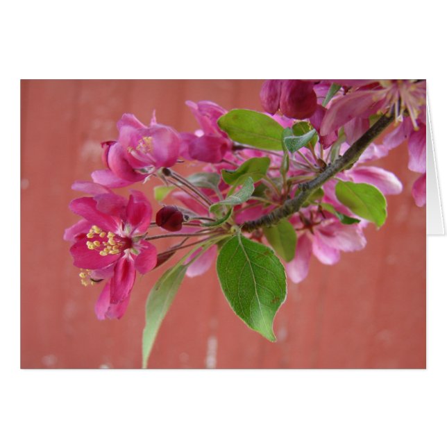 Flores rosas en el árbol, Día de la Madre (Anverso (Horizontal))