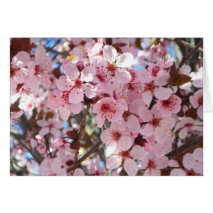 Flores rosas en el árbol floreciente ornamental