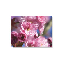 Flores rosas en el arte mural de cerezos japoneses