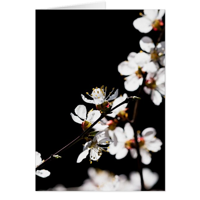 Flores sakura (Frente)