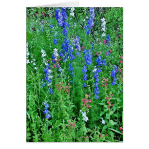 Flores salvajes de Texas