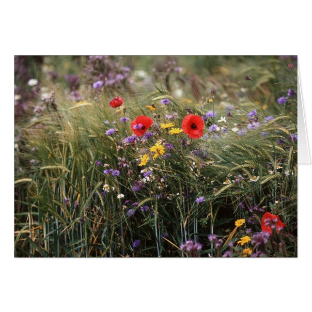 Flores silvestres (Anverso (Horizontal))