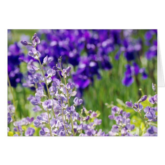 Flores silvestres (Anverso (Horizontal))