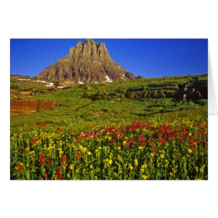 Flores silvestres alpinas en Logan Pass en Glacier