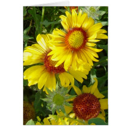 Flores silvestres amarillas F6 Gaillardia