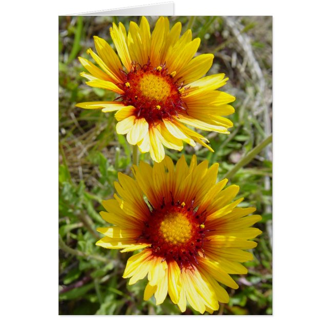Flores silvestres amarillas F8t Gaillardia (Frente)
