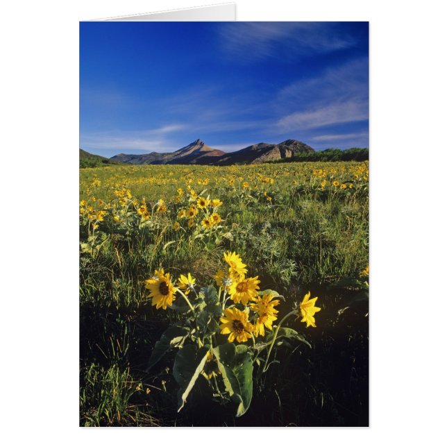 Flores silvestres arrowleaf balsomroot en Waterton (Frente)