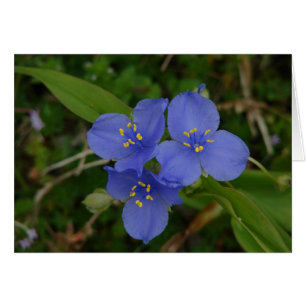 Flores silvestres Blue Spiderwors Hot Springs AR R
