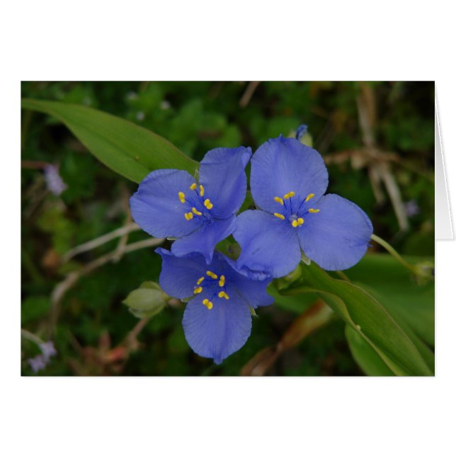 Flores silvestres Blue Spiderwors Hot Springs AR R (Anverso (Horizontal))