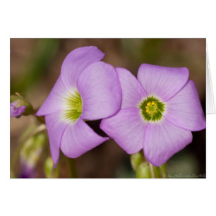 Flores silvestres - Cartas rosadas de Oxalis