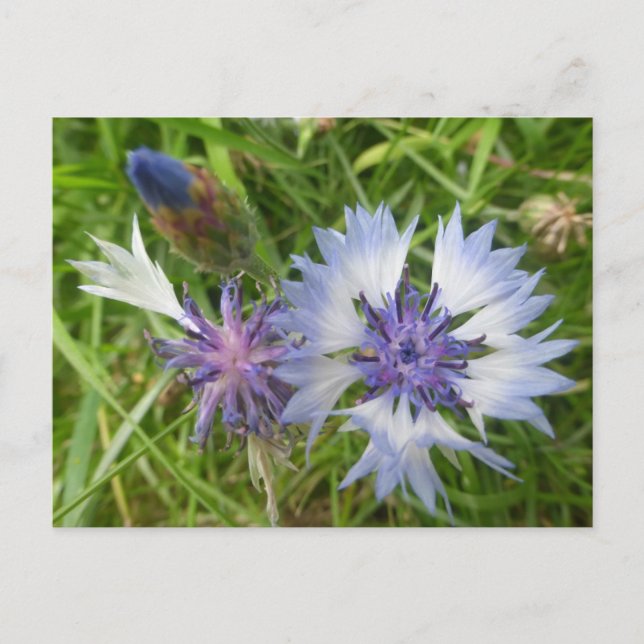 Flores silvestres: Cornflowers azules y postales d (Anverso)