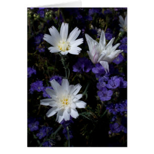 Flores silvestres de achicoria y Phacelia
