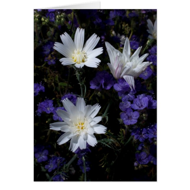 Flores silvestres de achicoria y Phacelia (Frente)